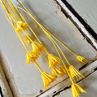 Naturally Dried / Coloured Nigella Flower
