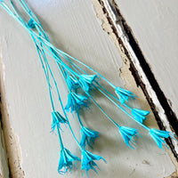 Naturally Dried / Coloured Nigella Flower