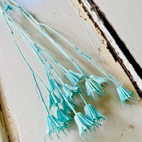 Naturally Dried / Coloured Nigella Flower