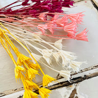 Naturally Dried / Coloured Nigella Flower
