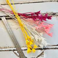 Naturally Dried / Coloured Nigella Flower