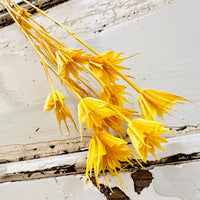 Naturally Dried / Coloured Nigella Flower