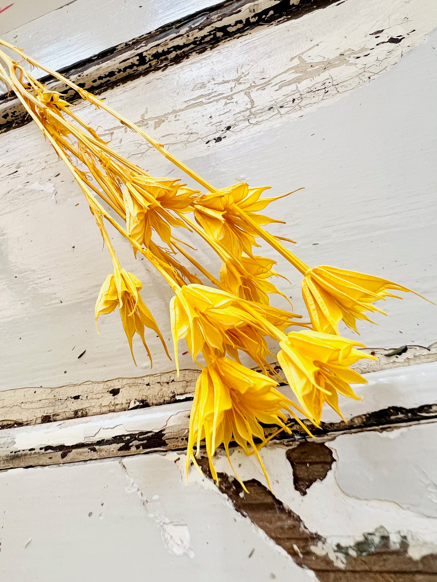 Nigella Flower | preserved flower