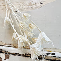 Naturally Dried / Coloured Nigella Flower