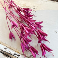 Naturally Dried / Coloured Nigella Flower