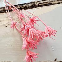 Naturally Dried / Coloured Nigella Flower