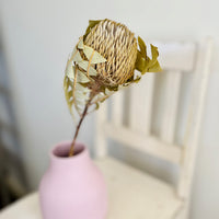 Naturally Dried Banksia & King Protea & Protea - Australian Native