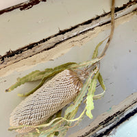 Naturally Dried Banksia & King Protea & Protea - Australian Native