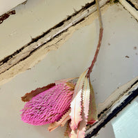 Naturally Dried Banksia & King Protea & Protea - Australian Native