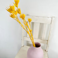 Naturally Dried / Coloured Nigella Flower