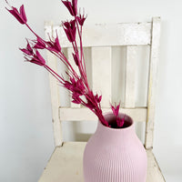 Naturally Dried / Coloured Nigella Flower