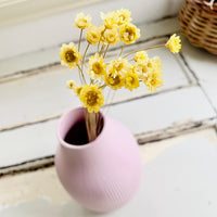 Dried Little Star / Baby Blue / Stardust / Baby Daisy / Star Daisy / Glixia