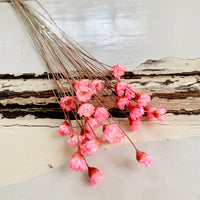 Dried Little Star / Baby Blue / Stardust / Baby Daisy / Star Daisy / Glixia