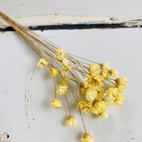 Dried Little Star / Baby Blue / Stardust / Baby Daisy / Star Daisy / Glixia