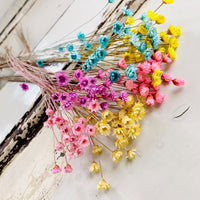 Dried Little Star / Baby Blue / Stardust / Baby Daisy / Star Daisy / Glixia