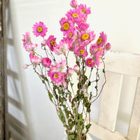 天然干燥的 Rhodanthe 永生雏菊花束