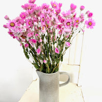 天然干燥的 Rhodanthe 永生雏菊花束