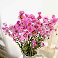 天然干燥的 Rhodanthe 永生雏菊花束
