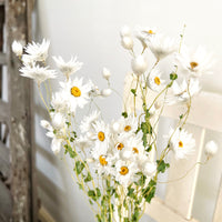天然干燥的 Rhodanthe 永生雏菊花束