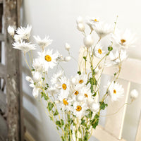 Naturally Dried Rhodanthe Everlasting Daisy