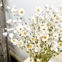 Naturally Dried Rhodanthe Everlasting Daisy