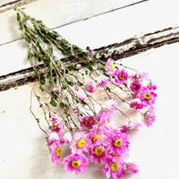 天然干燥的 Rhodanthe 永生雏菊花束
