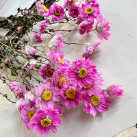 天然干燥的 Rhodanthe 永生雏菊花束