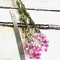天然干燥的 Rhodanthe 永生雏菊花束