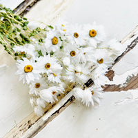 Naturally Dried Rhodanthe Everlasting Daisy