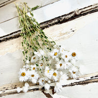 Naturally Dried Rhodanthe Everlasting Daisy