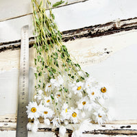 天然干燥的 Rhodanthe 永生雏菊花束