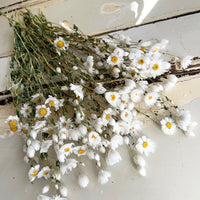 天然干燥的 Rhodanthe 永生雏菊花束
