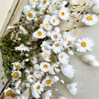 天然干燥的 Rhodanthe 永生雏菊花束