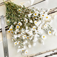 天然干燥的 Rhodanthe 永生雏菊花束