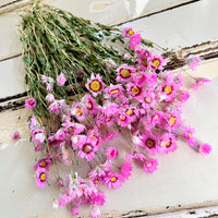 天然干燥的 Rhodanthe 永生雏菊花束
