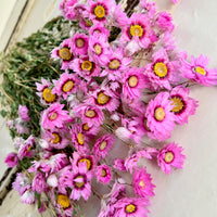 天然干燥的 Rhodanthe 永生雏菊花束