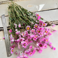 天然干燥的 Rhodanthe 永生雏菊花束
