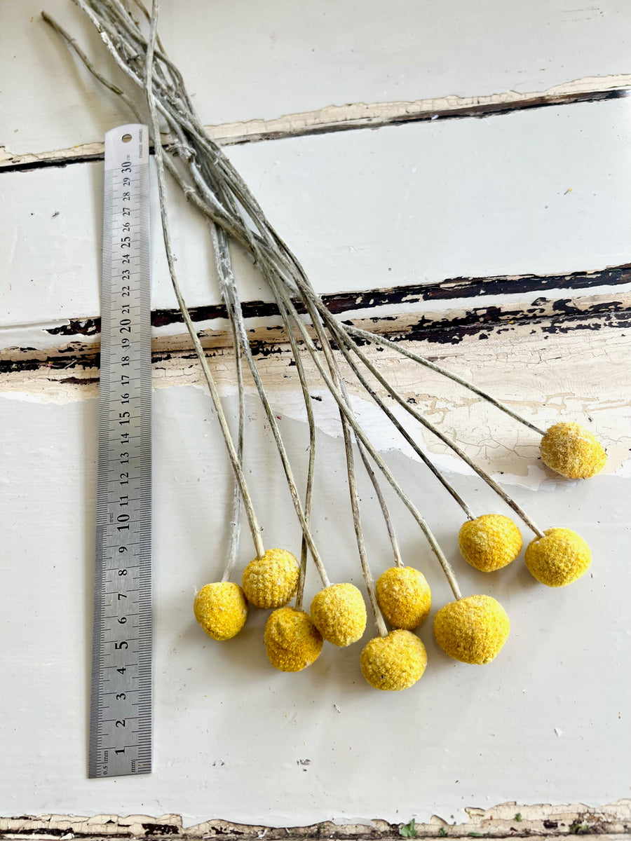 Naturally Dried Billy Button / Craspedia - Yellow