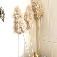 Pickup only | Naturally Dried Fluffy Cloud Pampas Grass [XXX Large] Very Rare | Wedding, Event and Home decor