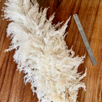 Pickup only | Naturally Dried Fluffy Cloud Pampas Grass [XXX Large] Very Rare | Wedding, Event and Home decor