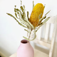 Naturally Dried Banksia & King Protea & Protea - Australian Native