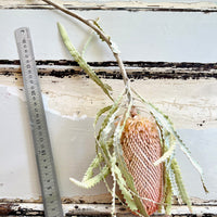 Naturally Dried Banksia & King Protea & Protea - Australian Native