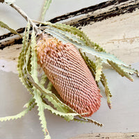 Naturally Dried Banksia & King Protea & Protea - Australian Native