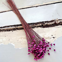 Dried Little Star / Baby Blue / Stardust / Baby Daisy / Star Daisy / Glixia