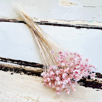 Dried Little Star / Baby Blue / Stardust / Baby Daisy / Star Daisy / Glixia