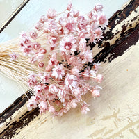 Dried Little Star / Baby Blue / Stardust / Baby Daisy / Star Daisy / Glixia