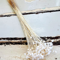 Dried Little Star / Baby Blue / Stardust / Baby Daisy / Star Daisy / Glixia