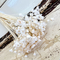 Dried Little Star / Baby Blue / Stardust / Baby Daisy / Star Daisy / Glixia
