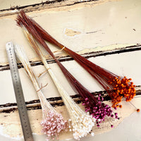 Dried Little Star / Baby Blue / Stardust / Baby Daisy / Star Daisy / Glixia