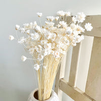 Dried Little Star / Baby Blue / Stardust / Baby Daisy / Star Daisy / Glixia